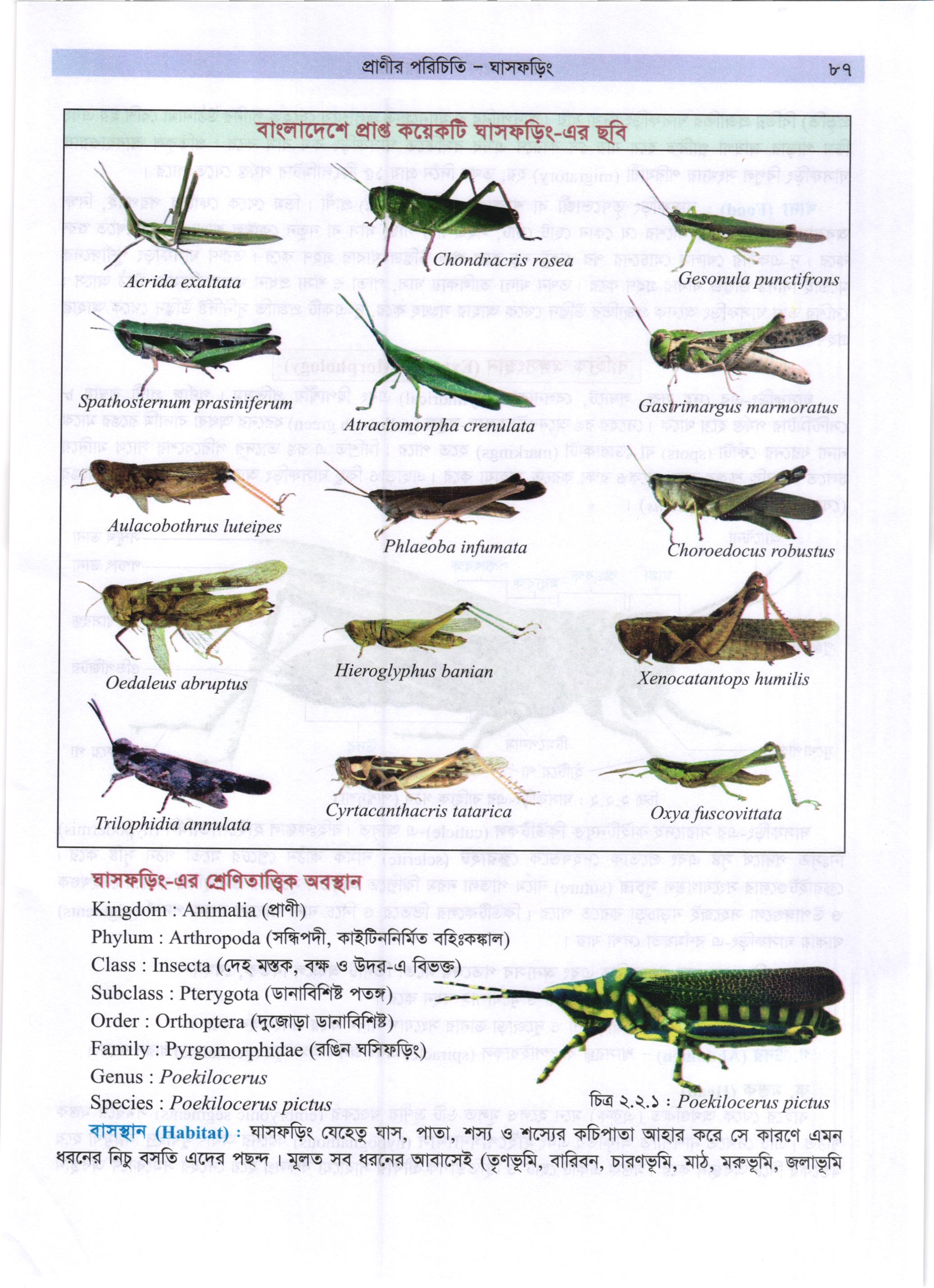 গাজী আজমল